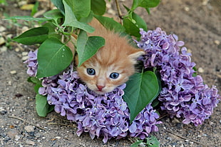 orange tabby kitten on purple petaled flowers