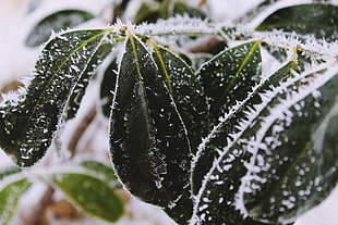 frozen leaves