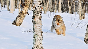 Lynx,  Winter,  Snow,  Wood HD wallpaper