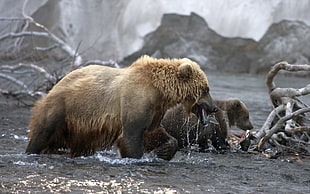 two brown bears walking on water near branches