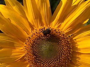 black Bee perched on yellow petaled flower in closeup photography