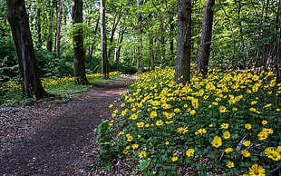 yellow flowers inside forest