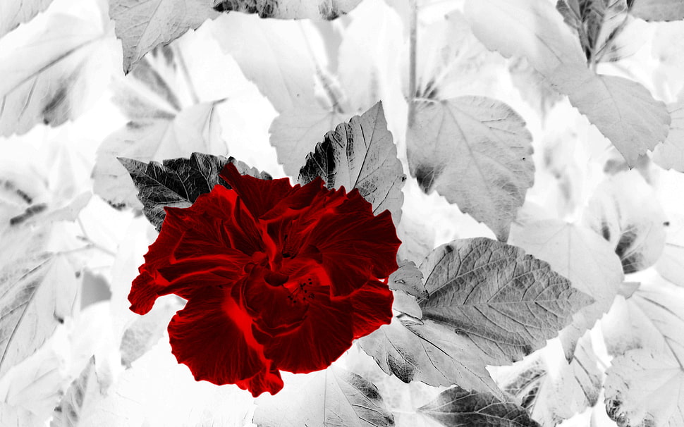 red rose painting HD wallpaper