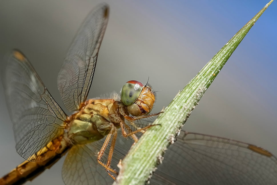 close-up photo of green Skimmer dragonfly HD wallpaper