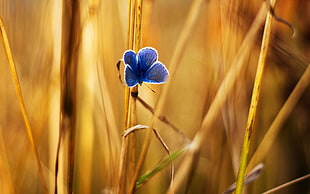 blue butterfly perching on brown grass HD wallpaper