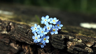 blue and yellow flowers on top of tree trunks HD wallpaper