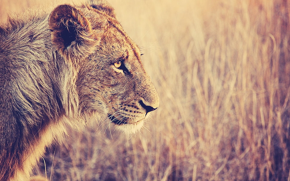 selective focus photo of Lioness near brown grasses HD wallpaper