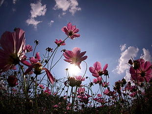 low-angle photo of pink flowers at daytime HD wallpaper