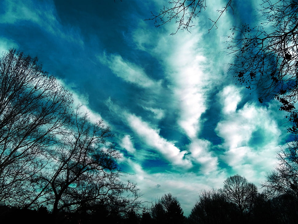 white clouds, Trees, Evening, Sky HD wallpaper