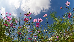 low angle photography of pink petaled flowers during daytime