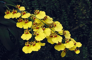 bunch of yellow petaled flowers beside green leaf plant