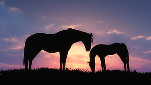 silhouette of horses, silhouette, horse, sunset, CGI HD wallpaper