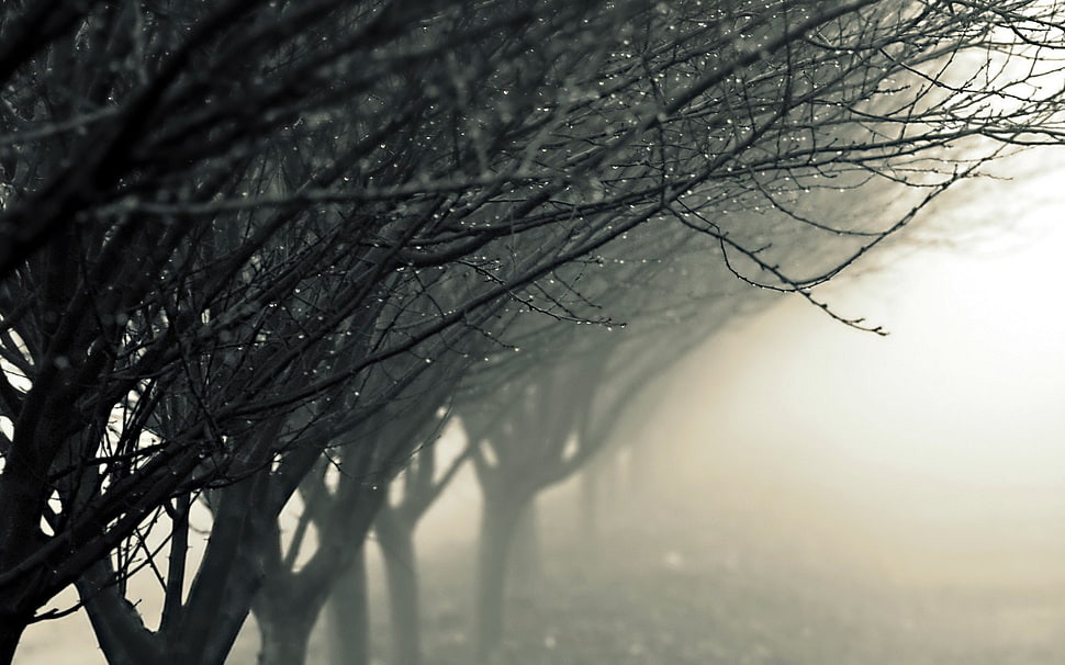bare tree, rain, trees HD wallpaper