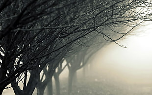 bare tree, rain, trees