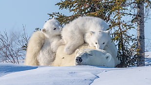 three white polar bears, polar bears, animals, baby animals, snow