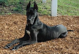 adult short-coated black dog