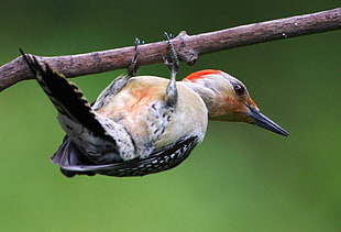 shallow focus photography of black and yellow bird hanging on tree branch during daytime, red-bellied woodpecker