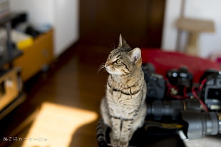 brown tabby cat, cat