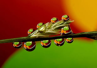 micro photography of leaf and dew drops