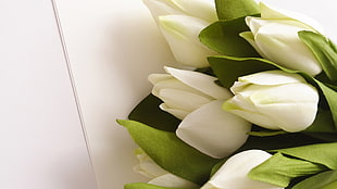 white tulips bouquet HD wallpaper