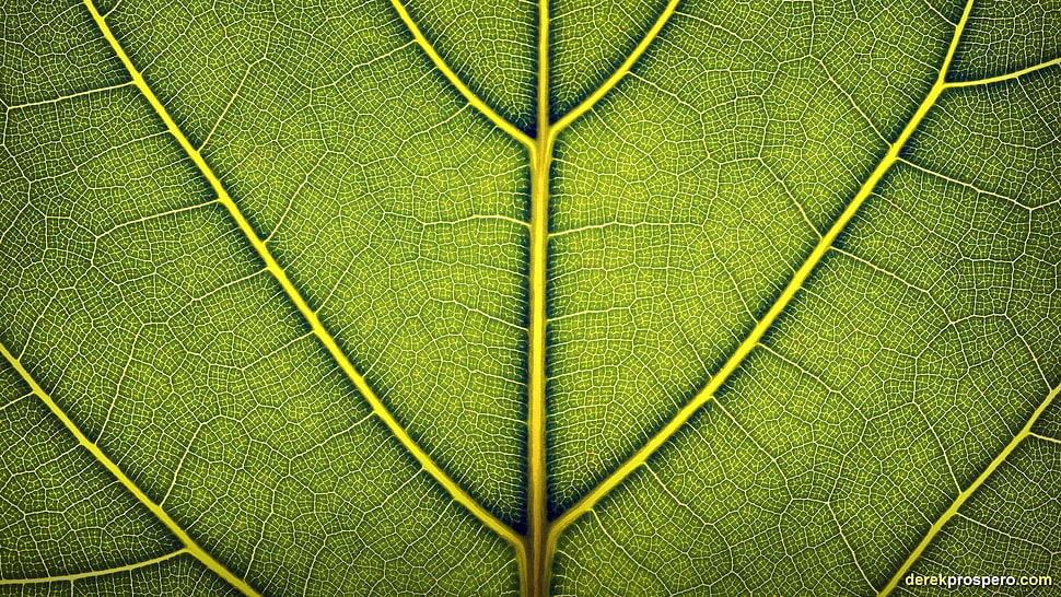 closeup photo of green leaf HD wallpaper