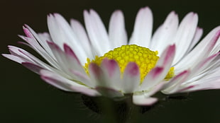 close photography of white and pink petaled flower