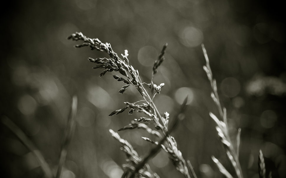 green leaf plant gray scale phoro HD wallpaper