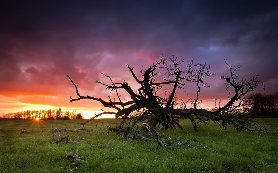 bare tree on grass field during sunset HD wallpaper