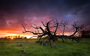 bare tree on grass field during sunset