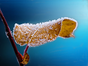 close up photo of brown leaf with snow