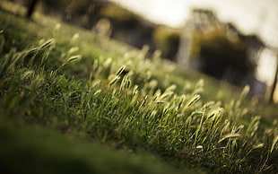 tilt shift lens photography of green grass HD wallpaper