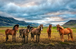 six brown horse on green grass during daytime, iceland