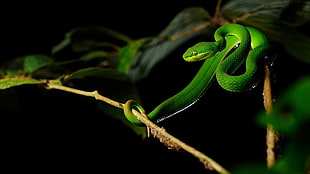green snake, animals, nature, snake, vipers HD wallpaper