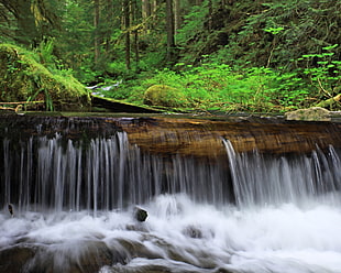 time lapse photography of waterfalls inside forest during day time