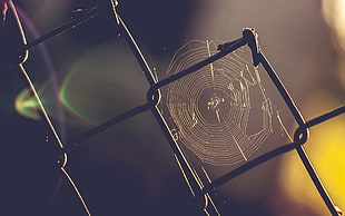 close up bokeh photography of spider web on chain link fence