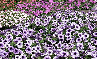 assorted-color petaled flower field