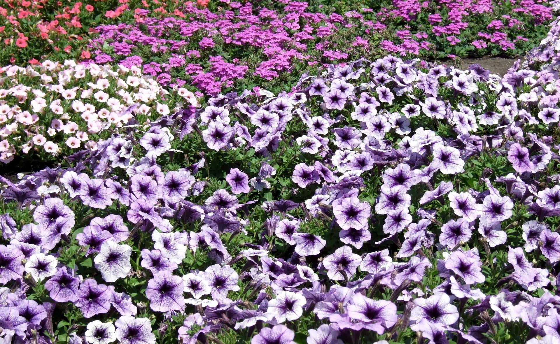 assorted-color petaled flower field