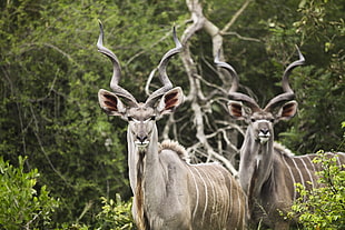 two gray deers, Kudu, Antelope, Horns