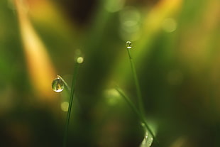 macro photography of water droplets on linear leaf