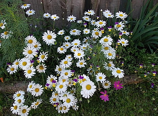 photo of white daisies HD wallpaper