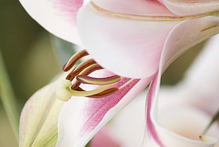 macro shot photography of pink Lily flower