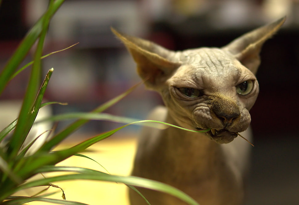 gray sphinx HD wallpaper