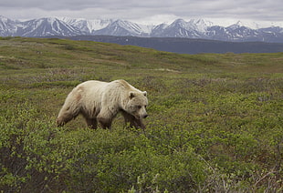 gray bear on grass field near mountains, grizzly bear, ursus arctos HD wallpaper