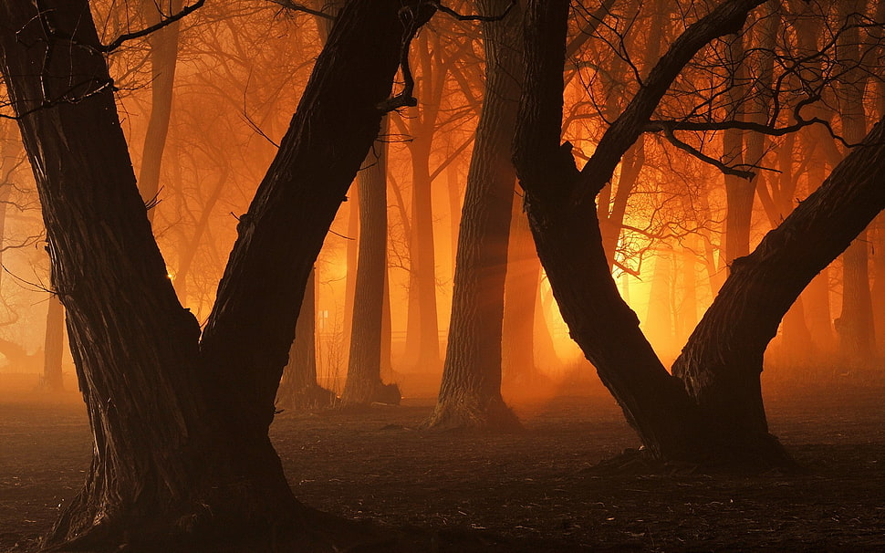 brown trees, trees, forest, sunlight HD wallpaper