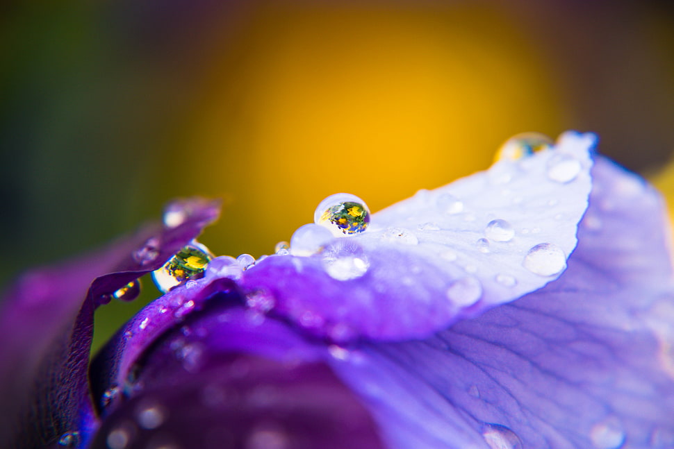 close up photography of water dew on purple flower HD wallpaper