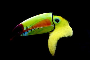 cluseup photography of Keel-billed Toucan