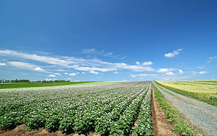 green crop field during daytime HD wallpaper
