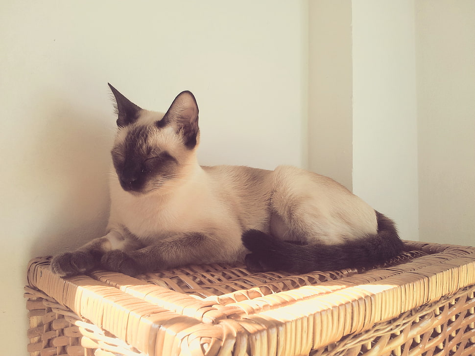 siamese cat, cat, sleeping HD wallpaper