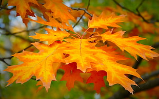 orange maple leaves HD wallpaper