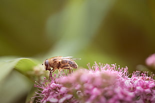 Honeybee perching on pink flower in close-up photography